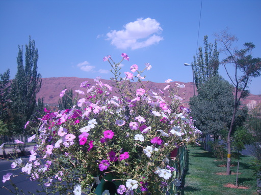 اطلسی - کاوه وحیدی آذر-Kaveh Vahidi Azar- Petunia
